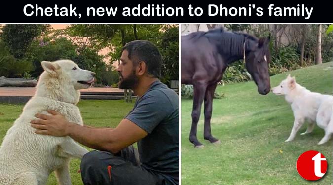 Chetak, new addition to Dhoni's family