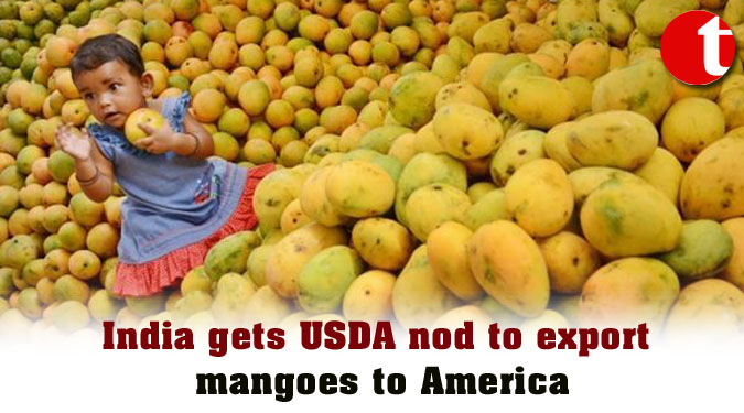 India gets USDA nod to export mangoes to America