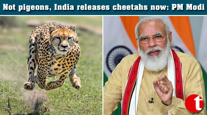 Not pigeons, India releases cheetahs now: PM Modi