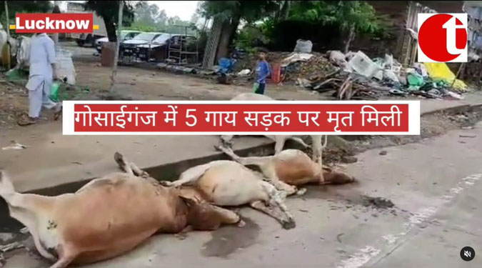 Cows die in Gosaiganj
