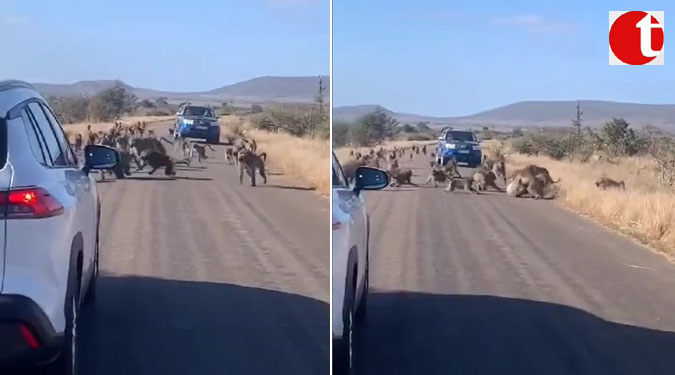 50 baboons attacking leopard on middle of road goes viral; watch video