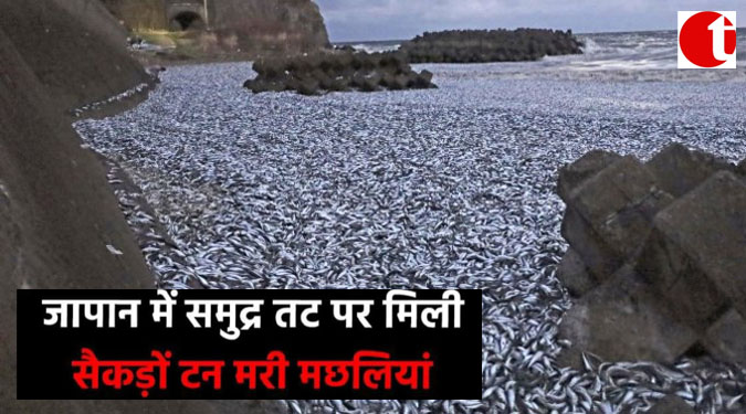 जापान में समुद्र तट पर मिली सैकड़ो टन मरी मछलियां