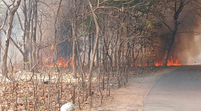 लखनऊ: जंगल में लगी आग ने धारण किया विकराल रूप