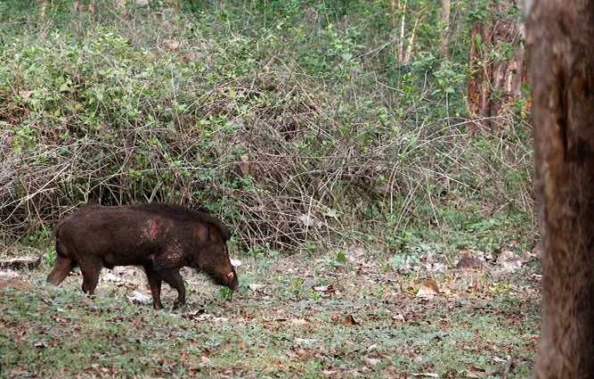 Man mistaken to be wild boar shot dead by hunters