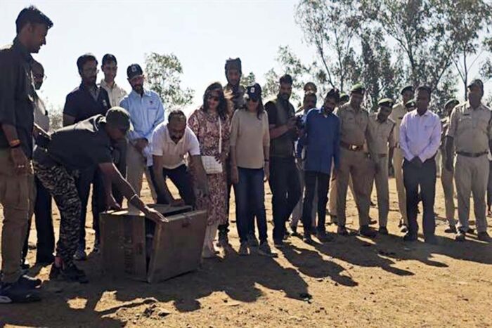 यूरेशियन वल्चर को रायसेन वन मण्डल के सरार बीट में छोड़ा गया, सरार बीट में होगा वल्चर रेस्टारेंट का निर्माण