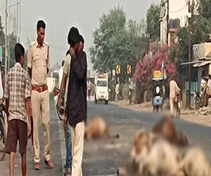 बिलासपुर में तेज रफ्तार वाहन ने एक दर्जन मवेशियों को कुचला, 8 मवेशियों की मौत