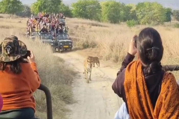 पन्ना टाइगर रिजर्व में बाघ के परिवार को पर्यटकों ने जिप्सियों से घेरा, पांच गाड़‍ियों पर लगा बैन