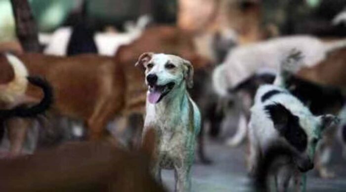अलवर में कुत्ते काटने के बढ़े मामले : केंद्रीय मंत्री के निर्देश के बाद हर सप्ताह 100 कुत्तों की नसबंदी का लक्ष्य
