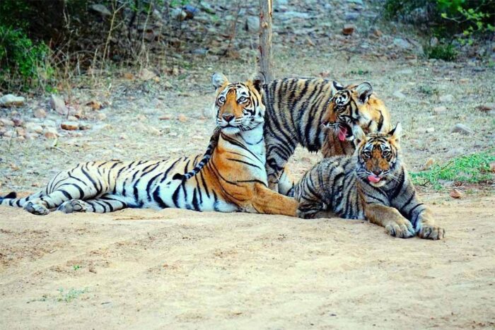रणथंभौर टाइगर रिजर्व में बाघों की बढ़ती संख्या ने रचा इतिहास