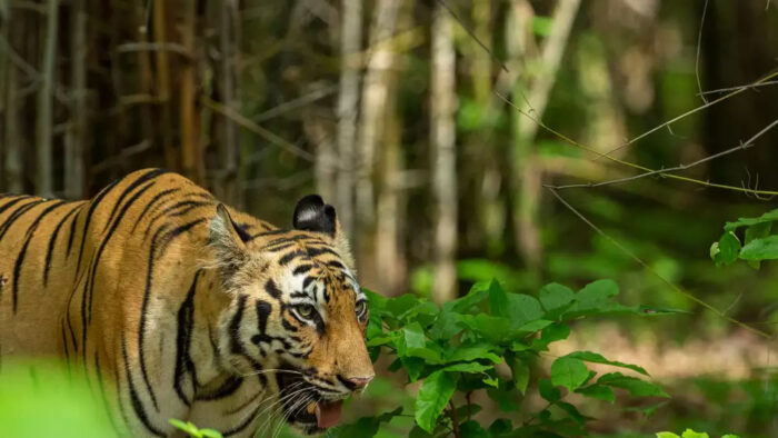 महिलाएँ समाज में न केवल बदलाव ला सकती है, बल्कि प्रभावी निर्णय भी ले सकती हैं