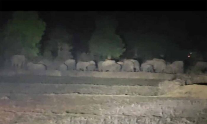 ग्रामीण क्षेत्र में पहुंचा 29 हाथियों का झुंड, दहशत में ग्रामवासी