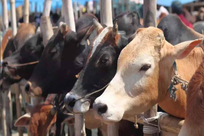 50 हजार गायों का रीवा में आनोखा घर, एक प्लान से करेगा एशिया में टॉप