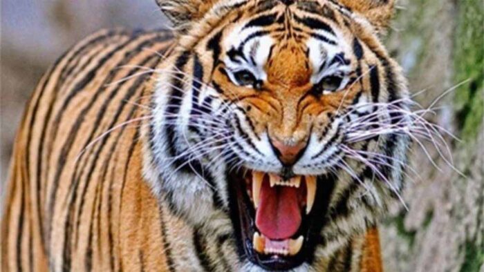 चंद्रपुर में बाघ ने ले ली चार लोगों की जान, ग्रामीणों में दहशत