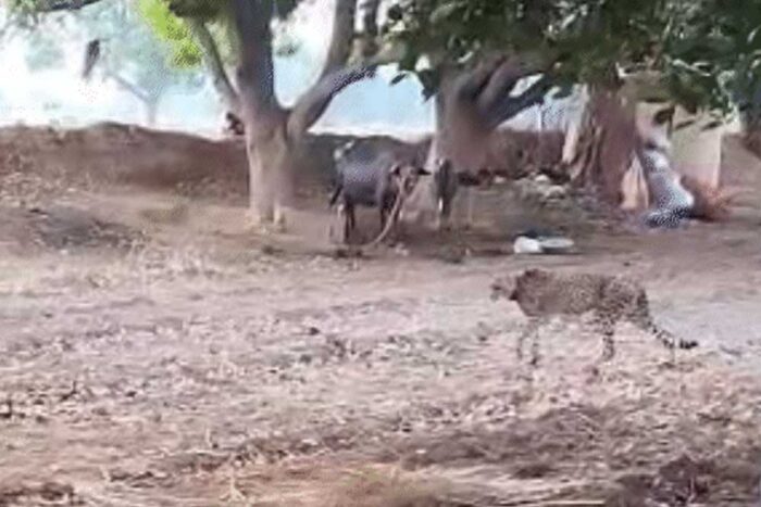 चीता फैमिली एक बार फिर कूनो नेशनल पार्क से तफरी के निकली, किया गाय का शिकार
