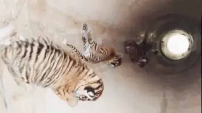 बाघों के नजदीक पहुंचकर युवक ने बनाए वीडियो, वन्यजीवों की सुरक्षा को लेकर गंभीर सवाल