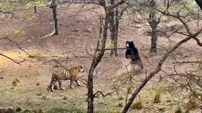 बाघ से भिड़ने पर उतारू हुआ भालू, पर्यटकों ने अपने कैमरों में कैद