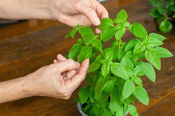 इन पौधों को जरूर बनाएं अपने किचन गार्डन का हिस्सा