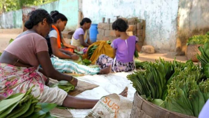 मौसम की मार से लक्ष्य से 57 प्रतिशत कम हुआ तेंदू पत्ता संग्रहण