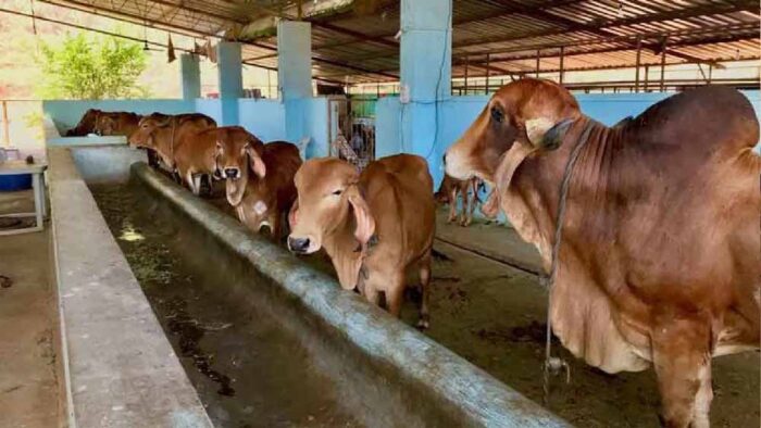 डेयरी विकास योजना के क्रियान्वयन के लिए राज्य स्तरीय समिति गठित