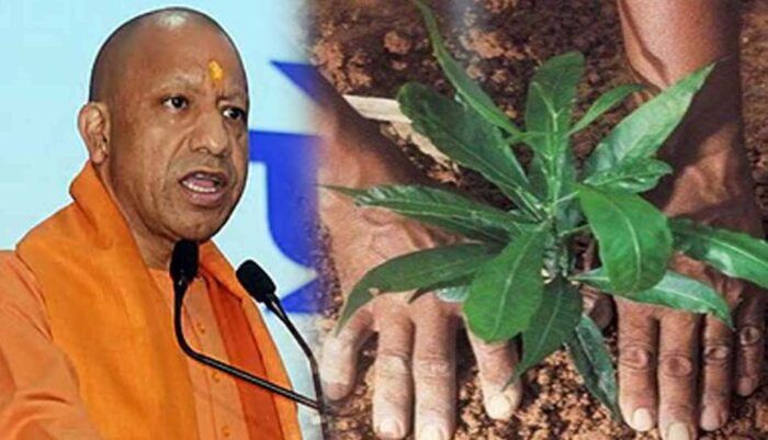 इस वर्ष भी प्रदेश में लगेंगे 35 करोड़ पौधे, पिछले वर्ष हुआ था 37.21 करोड़ पौधरोपण