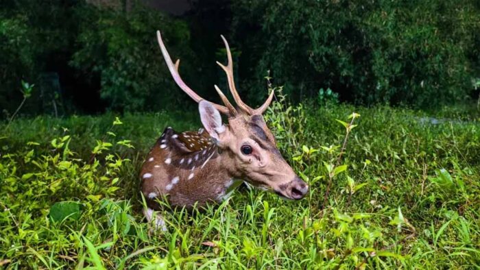 छतरपुर में बच्चों ने बचाई हिरण की जान, ग्रामीणों ने सुरक्षित जंगल में छोड़ा