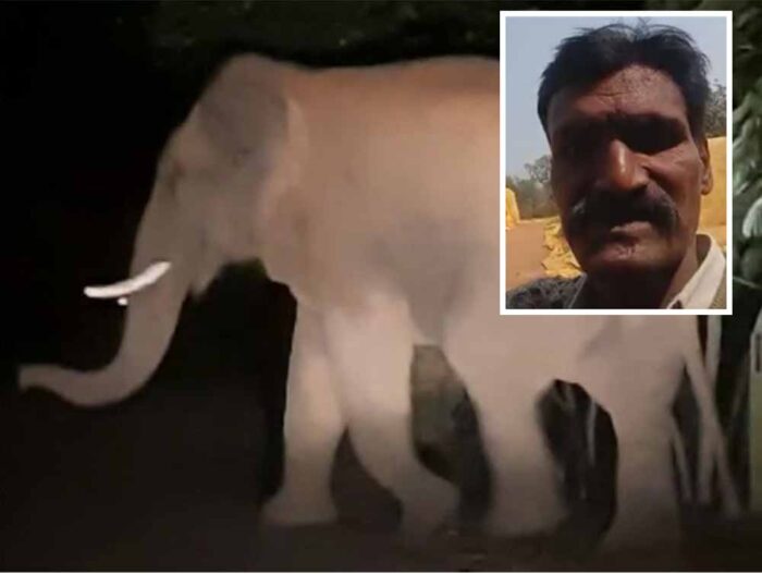 कोरबा में उपार्जन केंद्र में घुसे हाथी ने मंडी प्रभारी को उतारा मौत के घाट