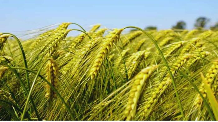 बढ़ती गर्मी से किसान चिंतित: हरियाणा में समय से पहले बढ़ा तापमान, फसलों को नुकसान की आशंका