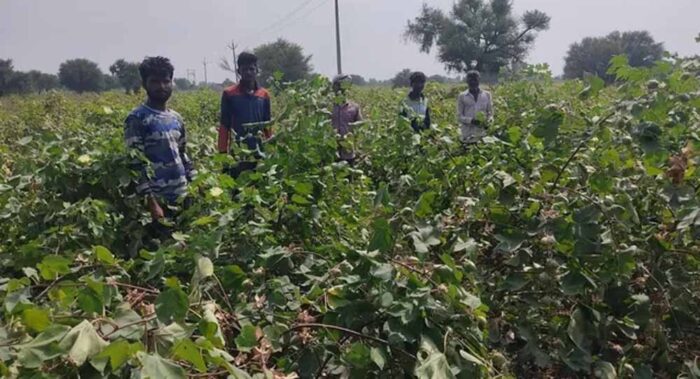 कपास का अच्छा भाव भी नहीं लुभा पा रहा किसान, 60% तक घट सकता रकबा