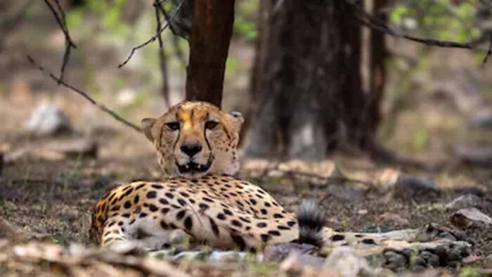 बारां से होते हुए मनोहरथाना में दिखा चीता, वन विभाग अलर्ट