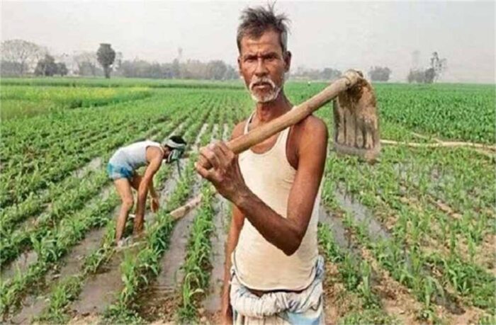संयुक्त जमाबंदी और दस्तावेज त्रुटियों से फार्मर रजिस्ट्री में बाधा, योजना का लाभ सीमित