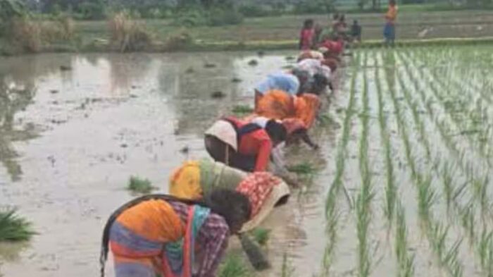 पंजाब सरकार का ऐतिहासिक कदम, 201 गांवों में किसानों को धान की अग्रिम बिजाई करने की मिली अनुमति