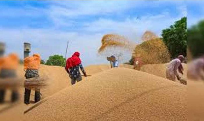 Bihar MSP Hike: रबी फसलों के दाम बढ़े, सूरजमुखी की कीमत में सबसे बड़ी बढ़ोतरी