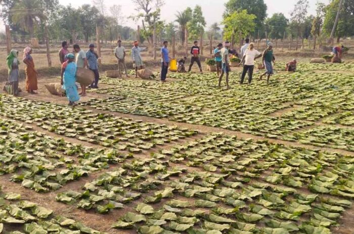 1 मई से तेंदूपत्ता संग्रहण का अभियान, 639 फड़ों पर होगी खरीद व्यवस्था