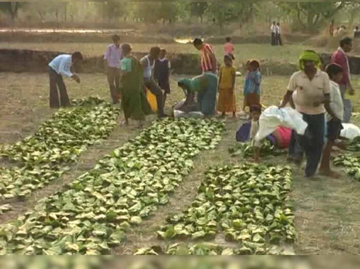 खराब मौसम ने बिगाड़ा तेंदूपत्ता सीजन, बारिश और ओलों से गुणवत्ता और संग्रहण दोनों पर असर