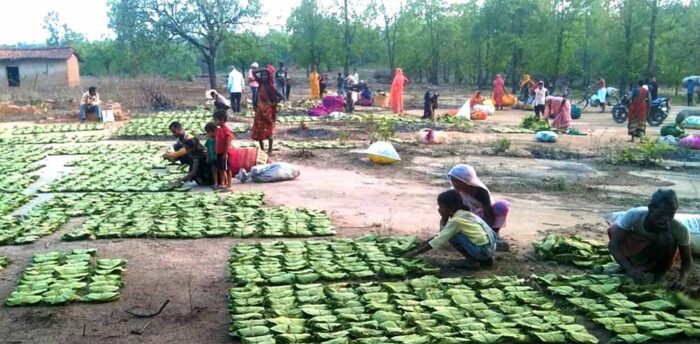 मुख्यमंत्री डॉ. यादव बोले – महिला तेंदूपत्ता संग्राहकों के सशक्तिकरण के लिये प्रदेश में संवेदनशील और दूरदर्शी नीतियां