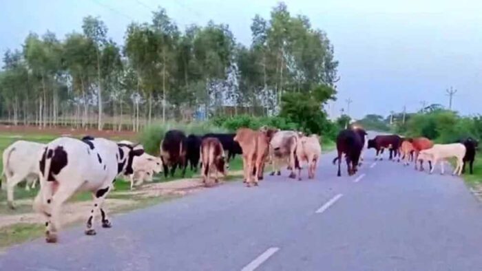 योगी सरकार का बड़ा कदम, गोबर से बनेगी कमाई और ऊर्जा का नया स्रोत