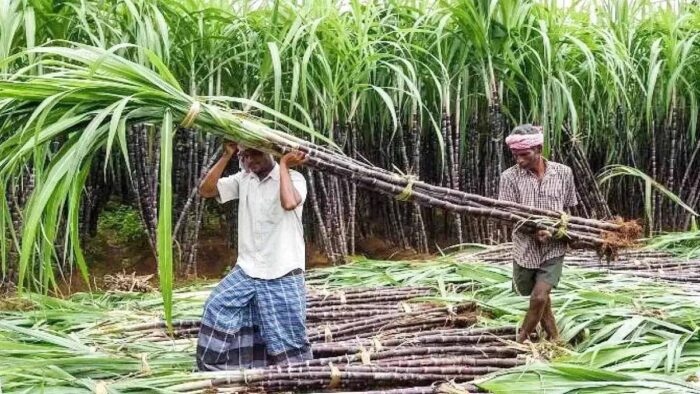 घर बैठे गन्ना खेती की पूरी जानकारी, 32 हजार किसान ऐप से जुड़े