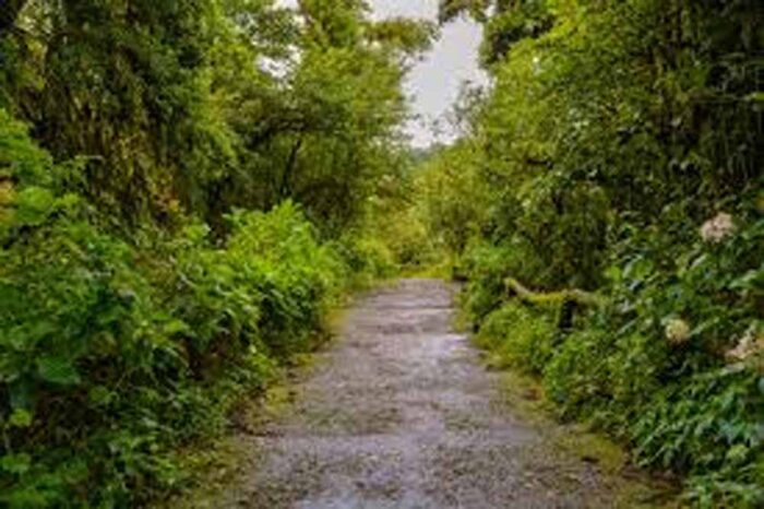 वन विभाग की नई योजना, मानसून से पहले ही शुरू होगा पौधरोपण अभियान