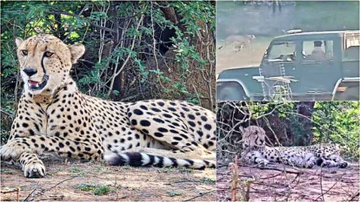 सवाई माधोपुर में खौफ का माहौल: गांवों तक पहुंचा केपी-2 चीता