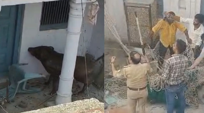 कासगंज : घर में घुसे जंगली सूअर ने ग्रामीण को किया घायल, वन विभाग ने किया रेस्क्यू