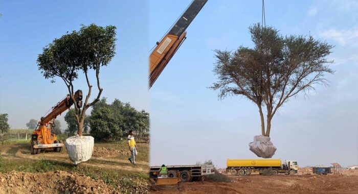मध्यप्रदेश में पेड़ों की कटाई पर सख्ती, हर प्रोजेक्ट में 80% पेड़ों का ट्रांसलोकेशन जरूरी; नई नीति लागू