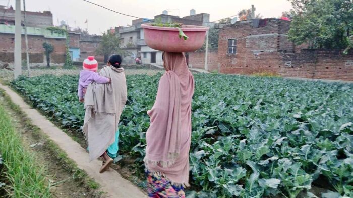 बोक चॉय की खेती ने बदली किसान की किस्मत, गोण्डा के प्रवीण बने किसानों के लिए मिसाल