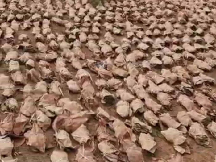 जंगलों की नीलामी नहीं, फिर भी धड़ल्ले से चल रहा केंदुपत्ता व्यापार, ग्रामीणों ने उठाए सवाल