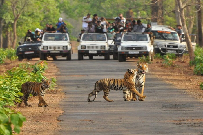 भोपाल के बाघ बने वैश्विक चर्चा का विषय, काठमांडू सम्मेलन में 42 देशों के विशेषज्ञ जानेंगे उनका व्यवहार