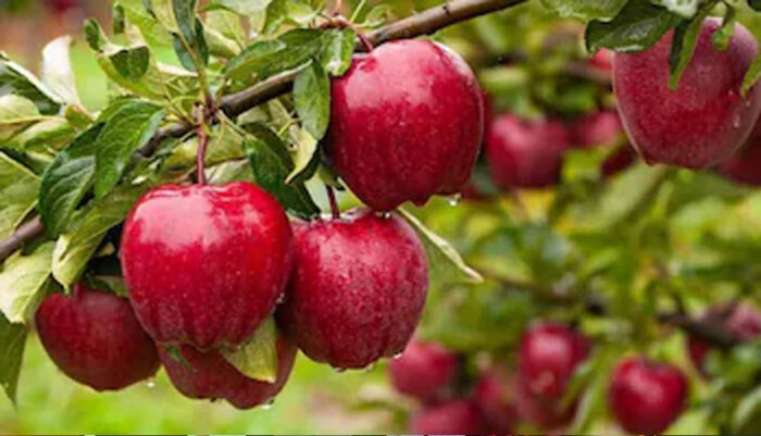 Apple Crisis in Himachal: 40% तक घट सकता है सेब उत्पादन, जानें कौन बन रहा ₹5000 करोड़ के कारोबार का सबसे बड़ा ‘खलनायक’
