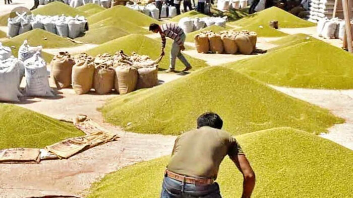 MP में साढ़े 3 लाख मीट्रिक टन मूंग की खरीदी, CM डॉ. यादव ने की समीक्षा