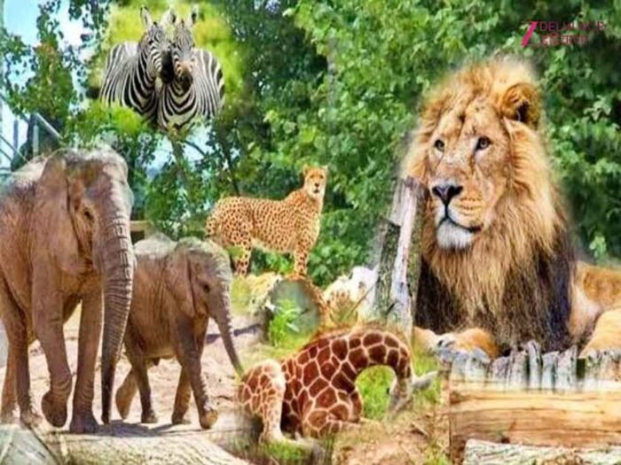 दिल्ली जू में फिर गूंजेगी जेब्रा-जिराफ की आहट, 109 प्रजातियों का होगा संसार