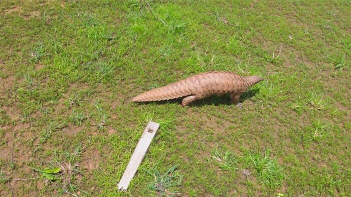 वन विभाग की सतर्कता से बची संरक्षित वन्यप्राणी की जान