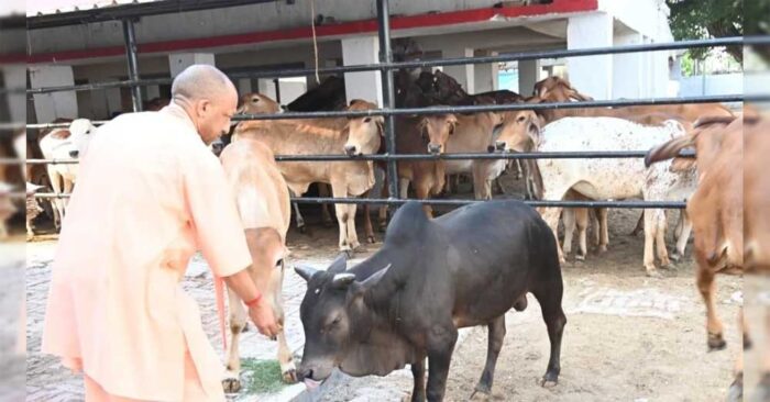 पंचगव्य आधारित औषधियों से मिल रहा स्वास्थ्य और स्वदेशी चिकित्सा को बढ़ावा